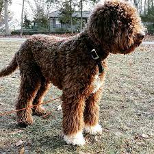 Lagotto Romagnolo Pup Classic Look 7 Months Old Lagotto Romagnolo Puppy Lagotto Romagnolo Best Dogs For Families