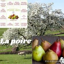 Epingle Par B1faits Au Naturel Sur Les Plantes Et Leurs Bienfaits En 2020 Anti Cholesterol Poire Cholesterol