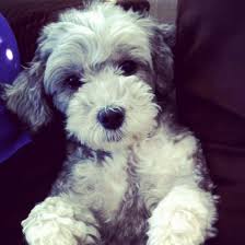 Black And White Yorkie Poo Dogs The Reluctant Socialite Yorkie Poo Cute Animals Pets