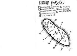 Protist Kingdom Coloring Sheet Protists Coloring Sheets Teaching Biology