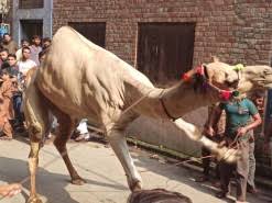 Camel qurbani by noora qasai run after qurbani 2016 youtube. Just Articles Hd Qurbani Videos