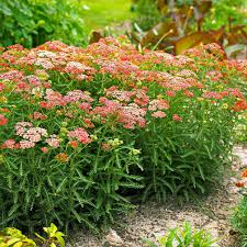 How to Plant and Grow Yarrow