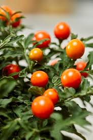 Image result for Solanum