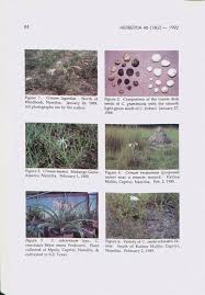 Image result for Crinum subcernuum