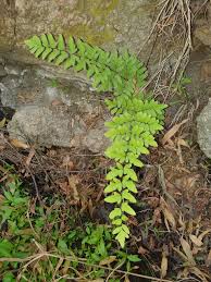 Image result for Cheilanthes schimperi