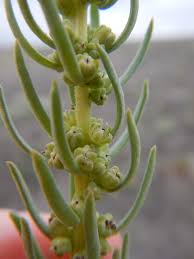 Image result for Suaeda monoica