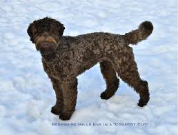 Your dog hair clippers will not be sharp after your. 12 Labradoodle Grooming Ideas Labradoodle Grooming Labradoodle Grooming