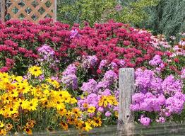 Pollinator Garden