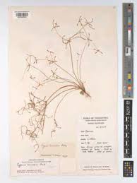 Image result for Cyperus pseudoleptocladus