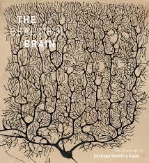 Beautiful Brain The Stunning Drawings Of Neuroscience Founding Father Santiago Ramon Y Cajal Brain Pickings