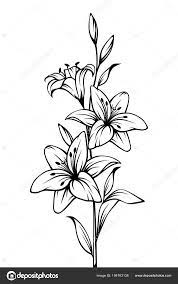 Vector Black White Contour Drawing Lily Black And White Sketch Art Tattoo Splash Color Pencil Drawings Of Flowers Lilies Drawing Contour Drawing