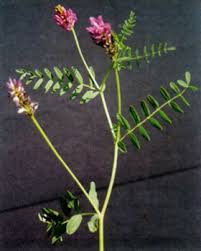 Image result for Boerhavia erecta