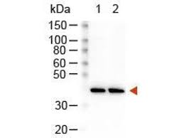 All agarose alkaline phosphatase (calf intestine) atto 425 atto 488 atto 532 atto 550 atto 594 atto 647n atto 655 biotin biotin trueblot® ultra for ip/wb cy2™ cy3.5™ cy3™ cy5.5™ cy5™ dylight™ 405 dylight™ chicken igg (h&l) antibody dylight™ 405 conjugated host: Goat Anti Rabbit Igg Heavy Light Chain Antibody Hrp Abin101990