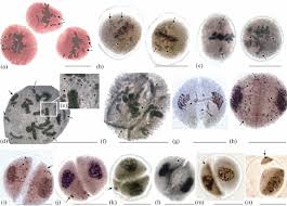 Image result for Cleome polyanthera