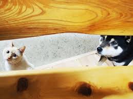 カラスに襲われていた仔猫 救ってくれた犬を母と慕い 成長 Sippo シッポ