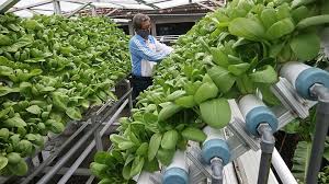 Bagian atas botol tidak boleh menyentuh larutan nutrisi. Diminati Saat Pandemi Berikut Cara Mudah Bertanam Teknik Hidroponik Gaya Tempo Co