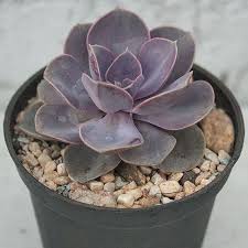 Mexicansucculent Instagram Posts Photos And Videos Picuki Com The genus echeveria is in the family crassulaceae in the major group angiosperms (flowering plants). mexicansucculent instagram posts