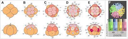 We did not find results for: Developmental Biology Stanford Encyclopedia Of Philosophy