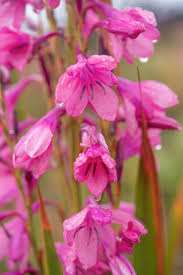 Image result for Watsonia borbonica