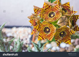 Image result for Huernia zebrina