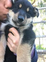 The german shepherd husky mix is known to have a healthy appetite and it is recommended that you test a few different dog food brands before following are certain eye conditions common to the german shepherd husky mix: Puppy Abby Hearts For Paws