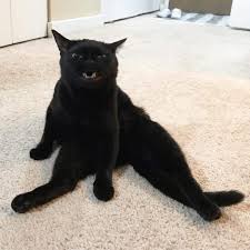 98 funny meme 1080x1080 pixels www funny waldo wallpapers. Collection Of Funny Cat Memes 2019 Black Cat Memes Cat Memes Cats