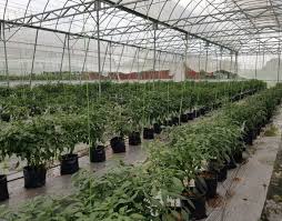 Isikan kotak semaian dengan tanah. Amalan Amalan Agronomi Dalam Penanaman Cili Secara Fertigasi Siri 2 Prebiu Com