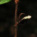 Image result for Parinari excelsa