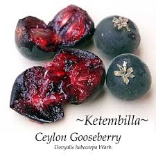 Image result for Dovyalis xanthocarpa