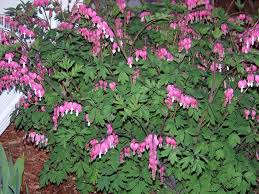 Bleeding heart plants are very easy to maintain, even for the casual gardener. Bleeding Hearts Plant Care And Collection Of Varieties Garden Org