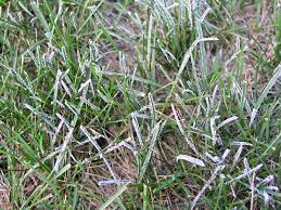 The disease is best prevented by good lawn care practices, as fungicide the mold patches start out a light grey or white, but as spores grow on the grass blades they turn from gray to black. What S Wrong With My Plant Garden University Of Minnesota Extension