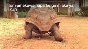 Mtu wangu wa nguvu bado malunde1 blog inakusogezea uzuri wa dunia, huenda umewahi kutembelea vivutio vingi vya utalii duniani lakini huenda hukuwahi kubahatika kufika wala kusikia kuhusu maziwa. Huyu Ndiye Samaki Wa Ajabu Kuwahi Kutokea Duniani Cute766