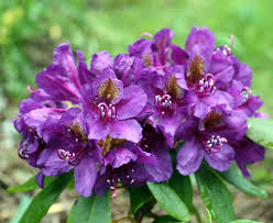 Check spelling or type a new query. Rhododendron Lee S Dark Purple 9cm Pot Purple Flowers With Orange Blotches Ebay