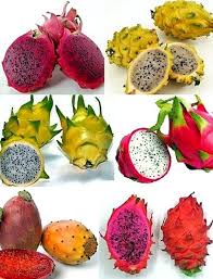 Plantas Faceis De Cuidar Parte 6 Simples Decoracao Cuidar Decoracao Faceis In 2020 Drachenfrucht Pflanze Obstgarten Exotische Fruchte