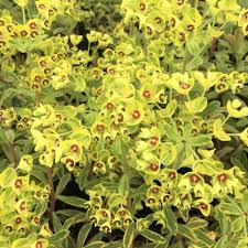 Image result for Euphorbia lividiflora