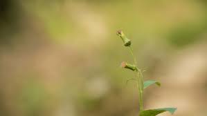 Image result for Emilia subscaposa