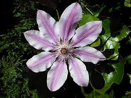 We did not find results for: Clematis Lanuginosa Wikiwand