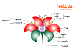 Image result for Pedistylis