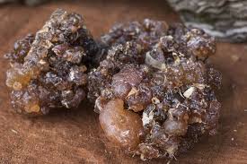 Image result for Commiphora kua