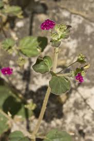 Image result for Boerhavia coccinea