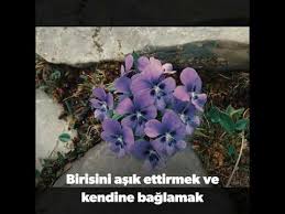 Kedi Kopek Buyusu Kedi Kopek Tuyu Buyusu Ayirma Buyusu Kedi Kopek Yapma Buyusu Ara Acma Buyusu Youtube