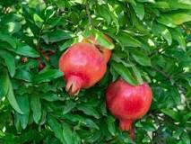 Image result