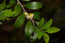 Image result for Diospyros natalensis