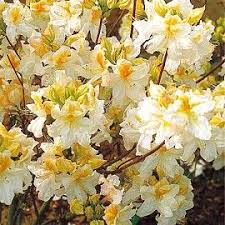 Azalee De Chine Mount Rainier Ericaceous Plants Fragrant Plant Plants