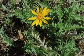 Image result for Wahlenbergia hookeri