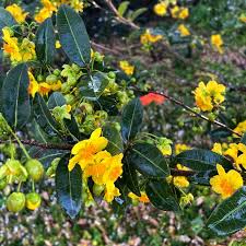Image result for Ochna natalitia