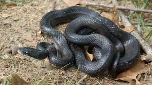 Ringneck snakes are commonly found across north america. See A Snake Outdoors Nc Wildlife Commission Offers Advice The Grey Area News