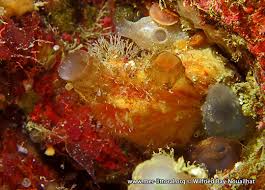 Image result for Pomaria