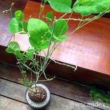 Image result for Neorautanenia mitis