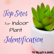 If you don't know your cacti from your monstera then identification can ask for help identifying your house plant! Top Sites For Indoor Plant Identification The Girl With A Shovel